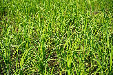 《维纳斯璀璨假期：死或生Xtreme》2025年3月6日发售 预购开启